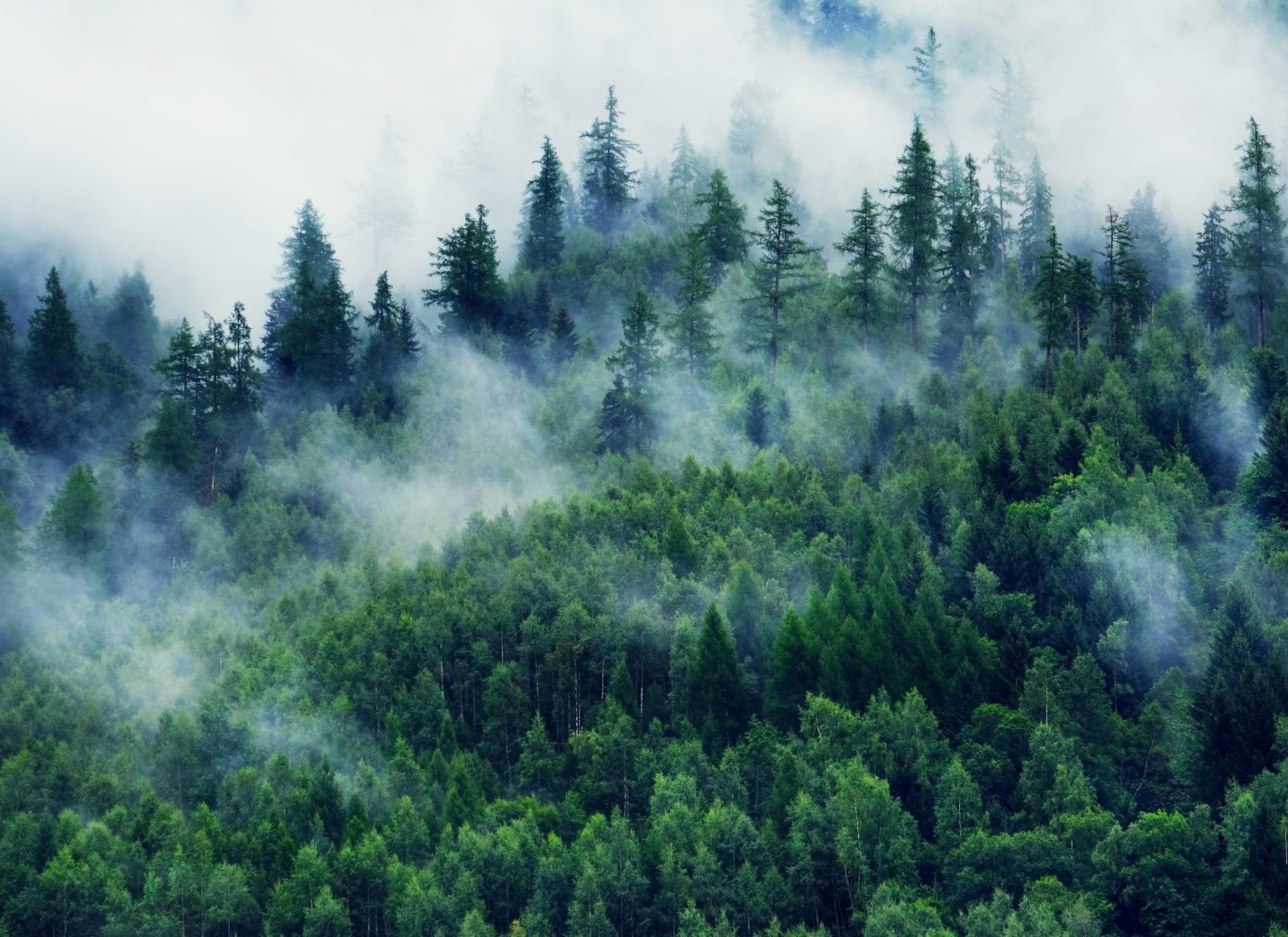 Misty Forest